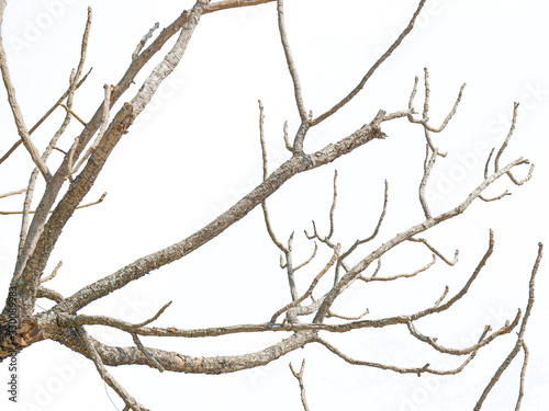 Beautiful dry twig of tree isolated on white background. Clipping path.