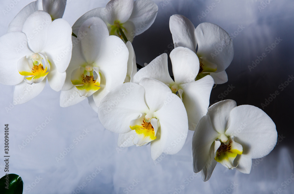 Fototapeta premium Adorable phalaenopsis with white-yellow flowers
