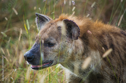 Close up of spotted hyena in tall grass