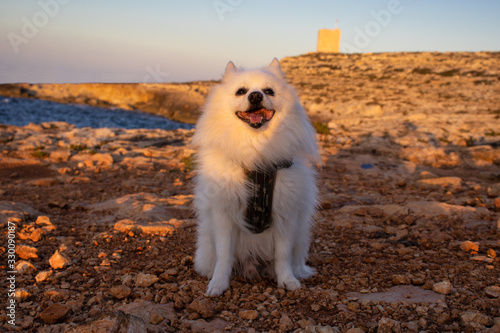 happy samoyed dog standing outdoors at sunset at the stone beach in the summer photo