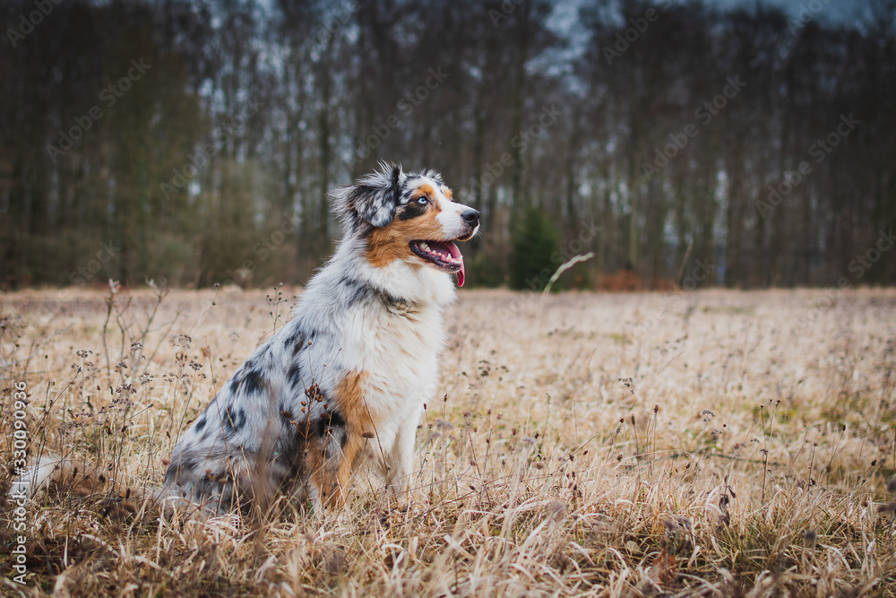 Dog australian shepherd blue merle sitting on german inner border