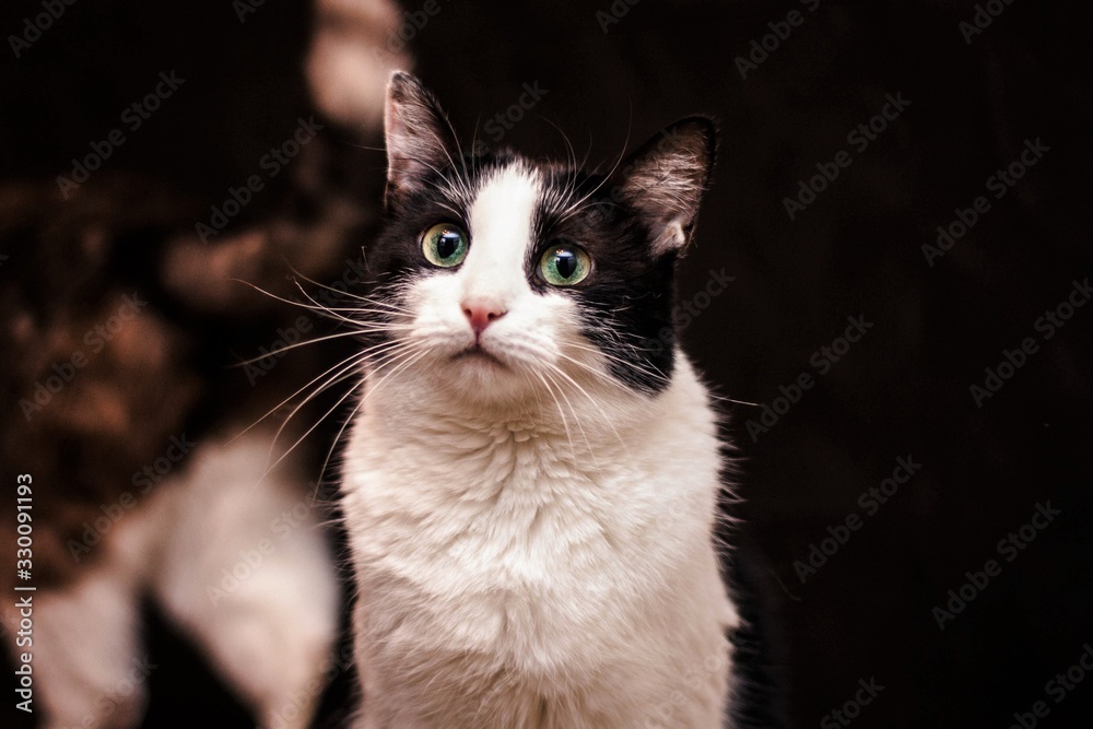 cat on black background