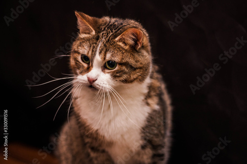 portrait of a cat