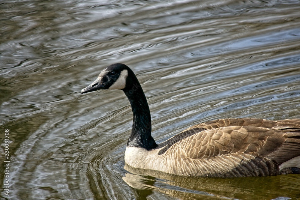 Goose swimming in abstract patterned water Goose swimming in abstract patterned water