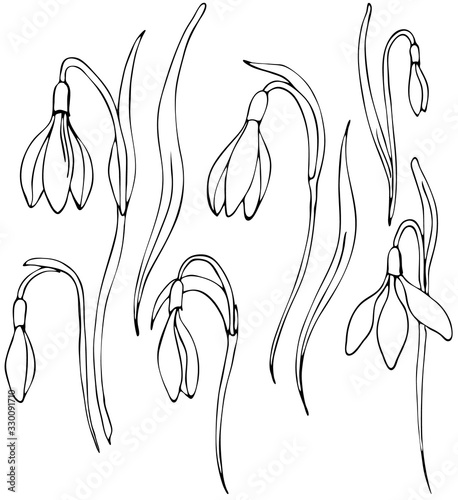 Set of black and white snowdrops. Set isolated Spring flowers on white background for your design. Floral nature. Vector isolate element. EPS 8
