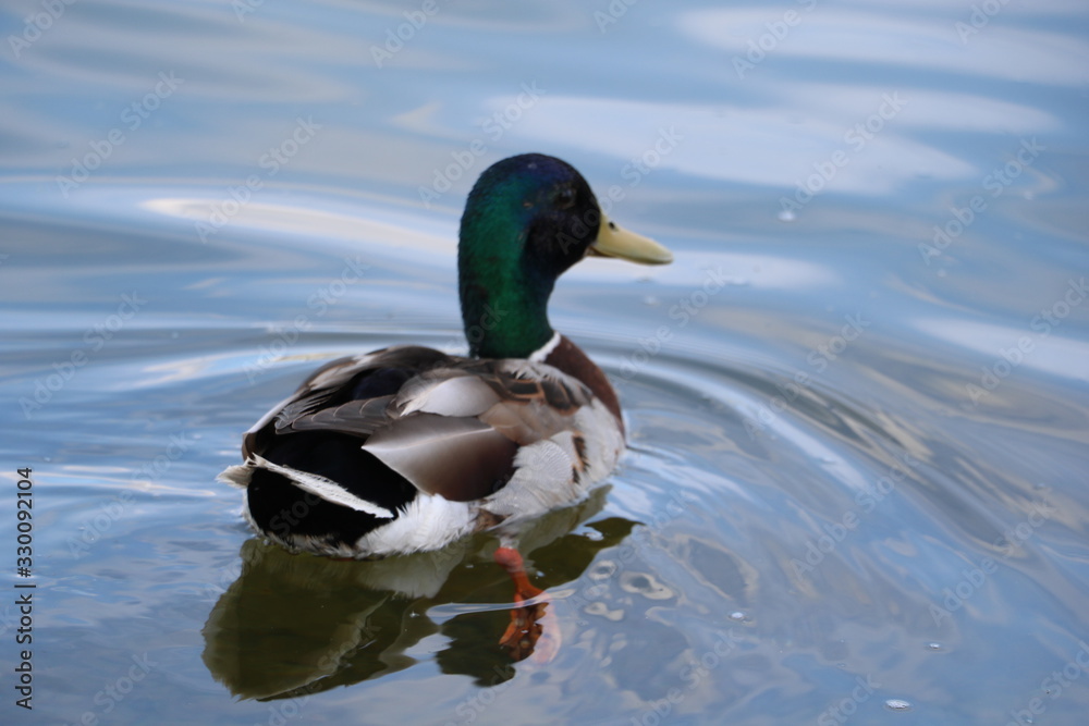 ducks swimming ducks swimming