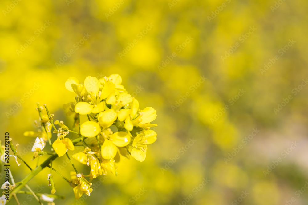 Close-up of spring plant with vivid colors and unfocused background, space for text Close-up of spring plant with vivid colors and unfocused background, space for text