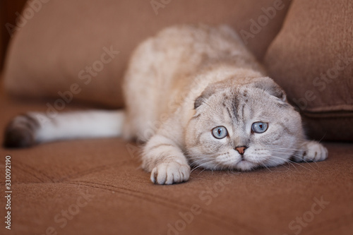 A charming gray Scottish folded cat crouches on a brown sofa in the room.
