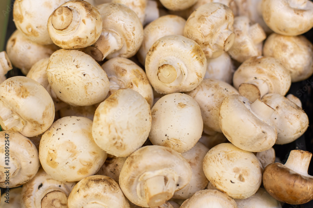 White champignon mushrooms, backdrop background. Many set edible Agaricus mushrooms close-up. Fresh ripe white champignon mushroom White champignon mushrooms, backdrop background. Many set edible Agaricus mushrooms close-up. Fresh ripe white champignon mushroom
