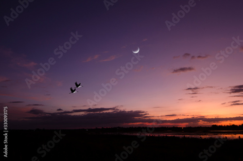 Bild auf Leinwand Flying couple cranes and waning moon in evening sky