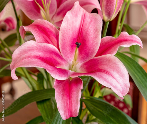 dark pink lilium flower close up  strong bokeh