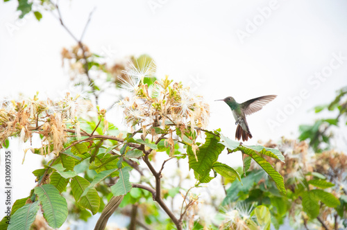 Hummingbird  © JULIOCESAR
