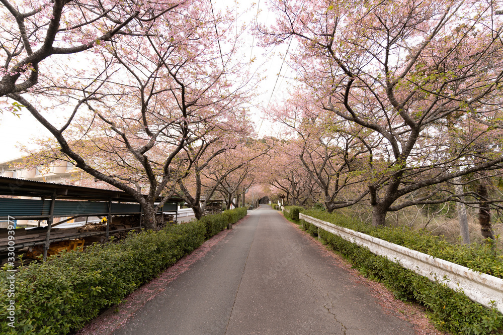 写真素材: 長篠の桜並木