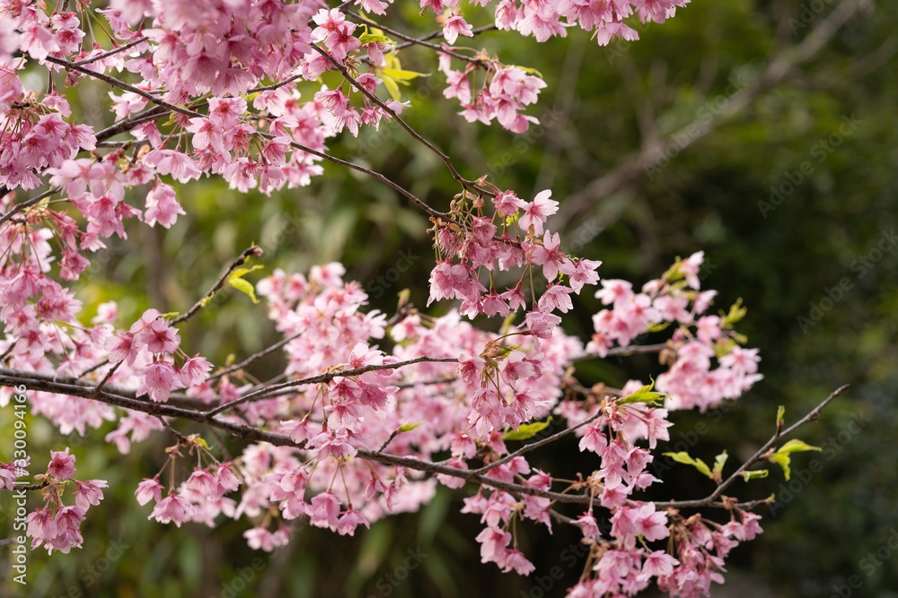 写真素材: 長篠の桜