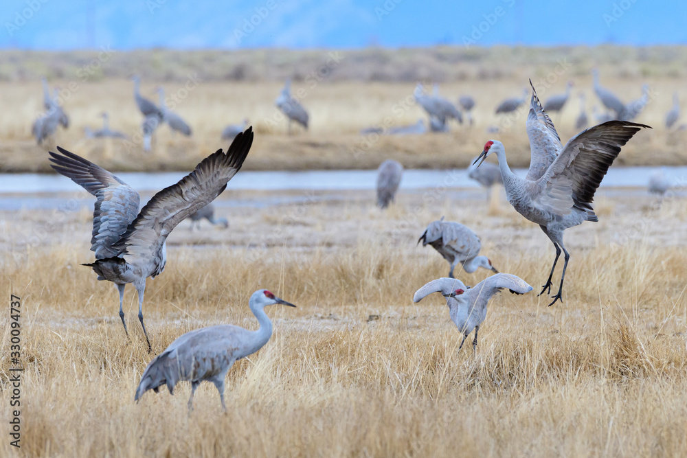 Migrating Greater Sandhill Cranes in Monte Vista, Colorado Migrating Greater Sandhill Cranes in Monte Vista, Colorado