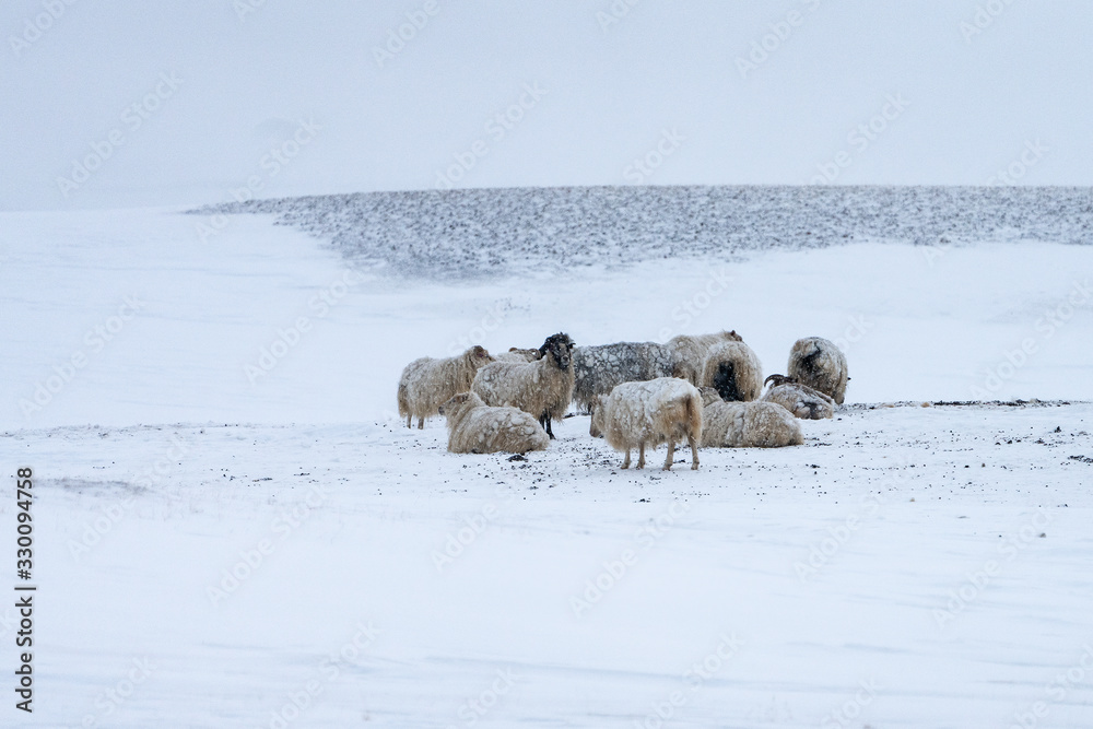 Naklejka premium Flock of Icelandic sheep in a snow storm
