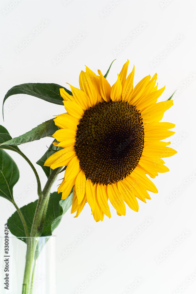 Fototapeta premium Single stem of yellow sunflower with green leaves in a vase isolated against pure bright white backdrop