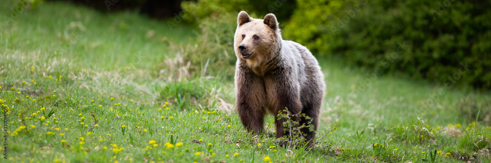 Fluffy brown bear, ursus arctos, female standing on a meadow in spring. Wide panoramic banner of curious mammal looking on meadow with short green grass in nature. Fluffy brown bear, ursus arctos, female standing on a meadow in spring. Wide panoramic banner of curious mammal looking on meadow with short green grass in nature.