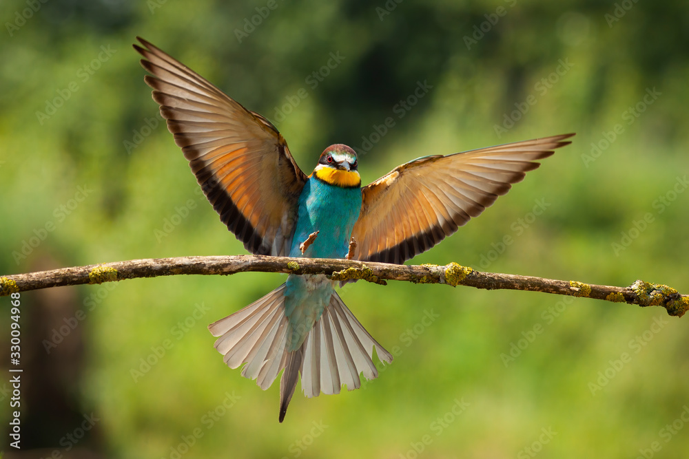 Exotic european bee-eater, merops apiaster, landing on twig in green summer nature. Bird with open wings flying in spring from front view. Animal in the air in nature.