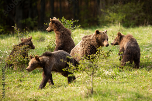 Family of brown bear, ursus arctos,s with adult mother and four cubs playing on meadow in spring. Group of mammals jumping in nature. Concept of animal love.