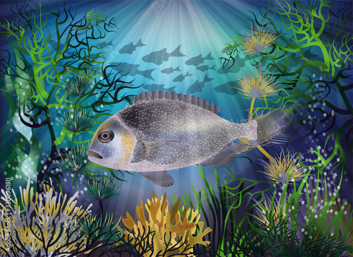 Underwater card with gilt-head sea bream fish, vector illustration