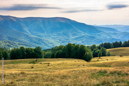 carpathian mountain landscape in summer. weathered grass on the meadow. beech forest on the edge of a hill. rural valley in the distance. sunny august afternoon with clouds on the sky