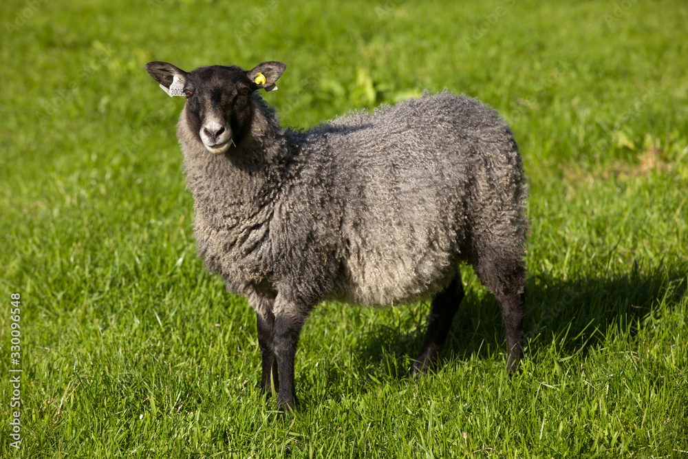 Lofoten Islands / Norway - August 28, 2017: A sheep in a field, Lofoten Islands, Nordland, Norway, Scandinavia, Europe Lofoten Islands / Norway - August 28, 2017: A sheep in a field, Lofoten Islands, Nordland, Norway, Scandinavia, Europe