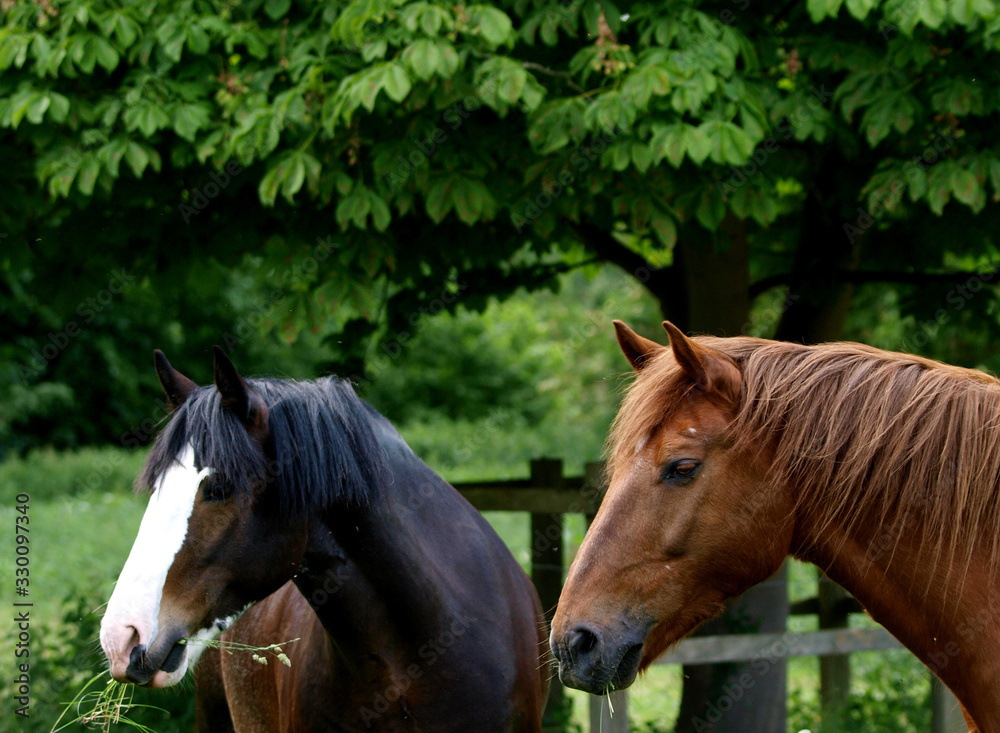 Obraz premium Two Horses