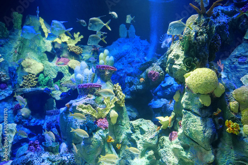 Big aquarium with corals and fishes