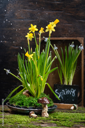 Young Daffodils  hyacinths and Muscari in beautiful decorations on boards with moss. Decorative interior for Spring. Original Decorate indoor with flowers