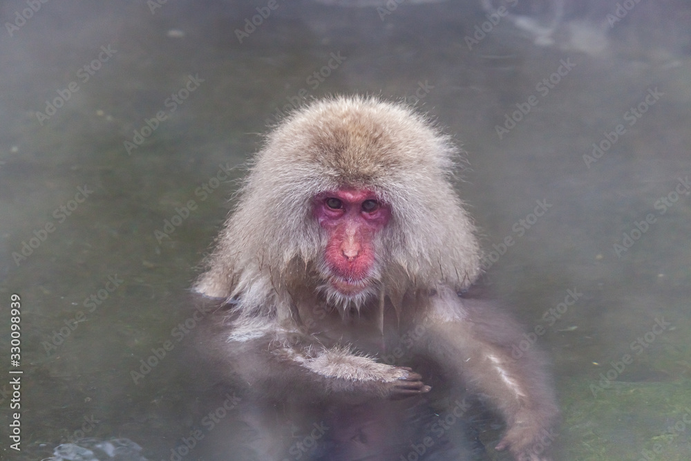 Naklejka premium 地獄谷野猿公苑のニホンザル