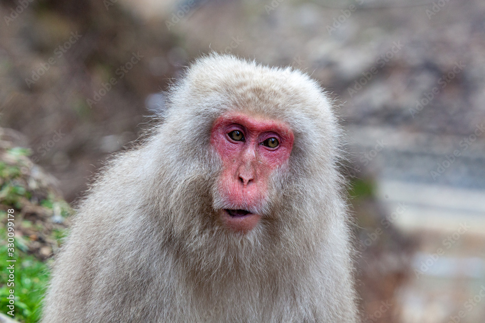 地獄谷野猿公苑のニホンザル