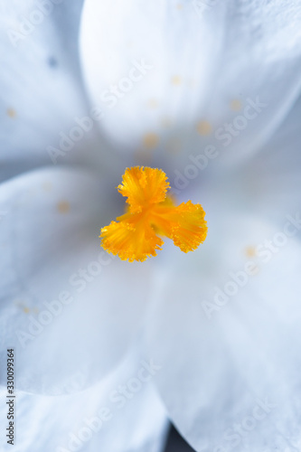 White saffron flower orange stigma close up. Macro shot of an early spring flower.