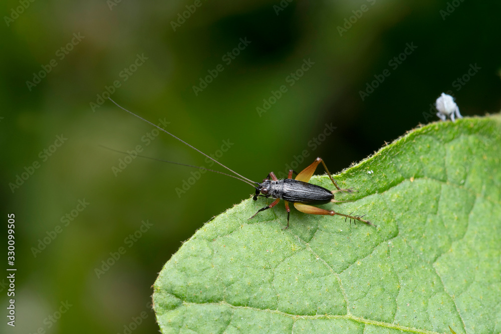 Dorsal Of Bush Cricket, Trigonidium humbertianum, Pune, Maharashtra, India Dorsal Of Bush Cricket, Trigonidium humbertianum, Pune, Maharashtra, India