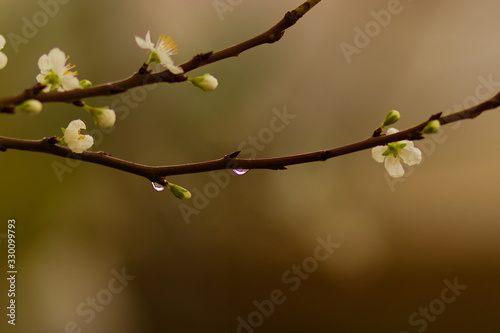 jasmine 