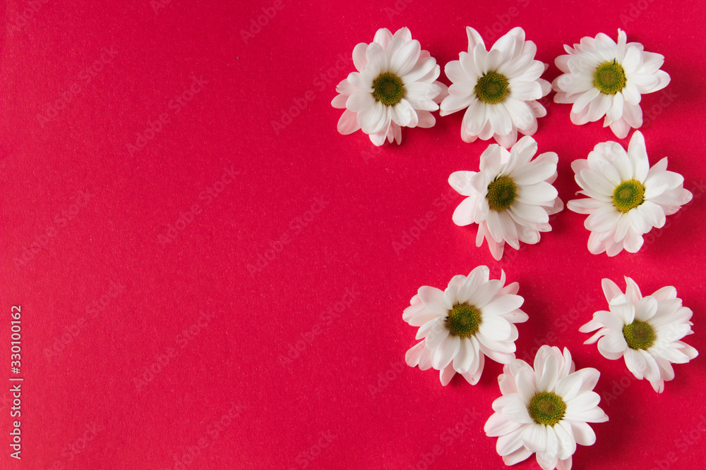 White chrysanthemum with a is green core, and beautiful petals. Close-up. White flowers. On a red background.