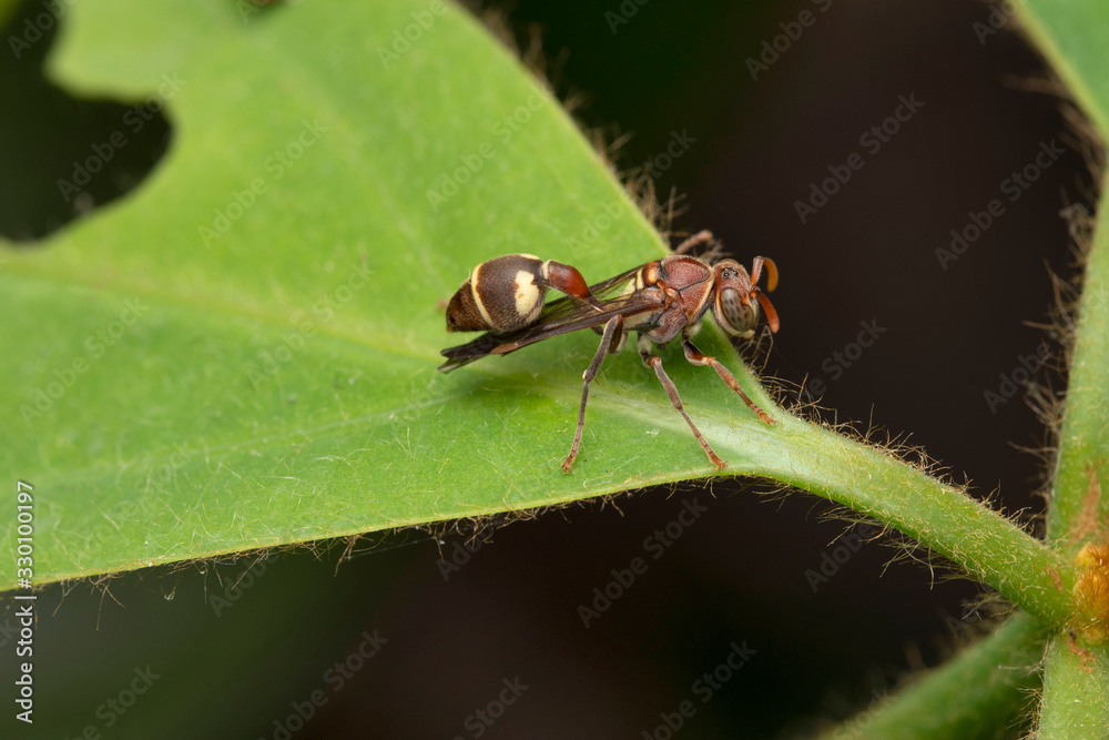 Nymph, Red Paper Wasp, Ropalidia marginata, Bhimashankar, Maharashtra, India Nymph, Red Paper Wasp, Ropalidia marginata, Bhimashankar, Maharashtra, India