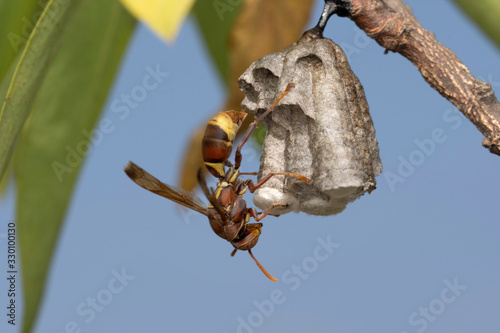 Nest and Red Paper Wasp, Ropalidia marginata, Bhimashankar, Maharashtra, India photo