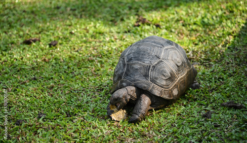 Aldabra giant tortoise nature