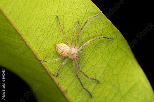 Young Olios milleti, Huntsman Spider, Sparassidae, Pune, Maharashtra, India