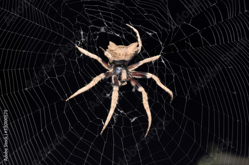 Tree stump spider, Poltys illepidus, Araneidae, Lonand, Satara, Maharashtra, India