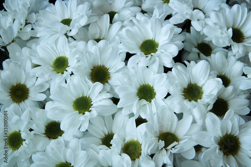 White chrysanthemum with a is green core, and beautiful petals. Close-up. Hardy chrysanthemums, Chrysanthemum koreanum, Chrysanthemum flowers. White flowers. photo