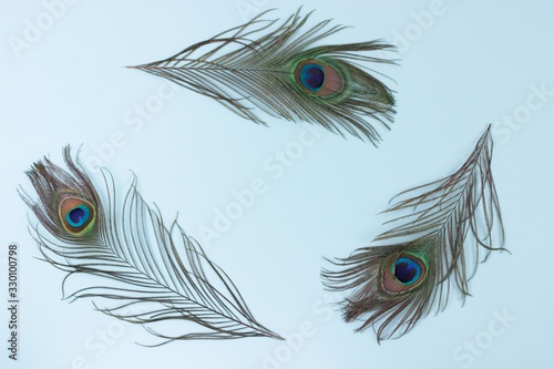 Clothing and home decoration. Peacock feathers on light blue background.