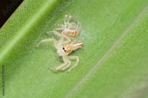 Female Telamonia dimidiata, Molted, Pune, Maharahtra India photo