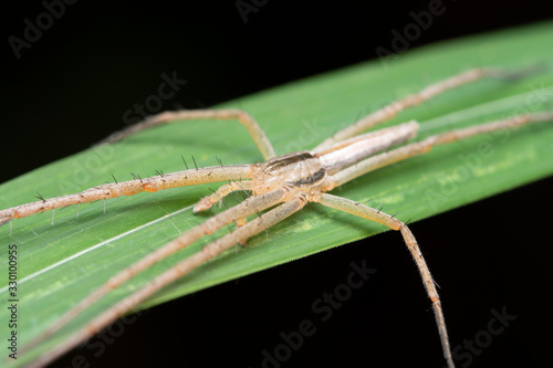 Head closeup of Monaeses mukundi, Thomisidae, Crab Spider, Pune, Maharashtra, India