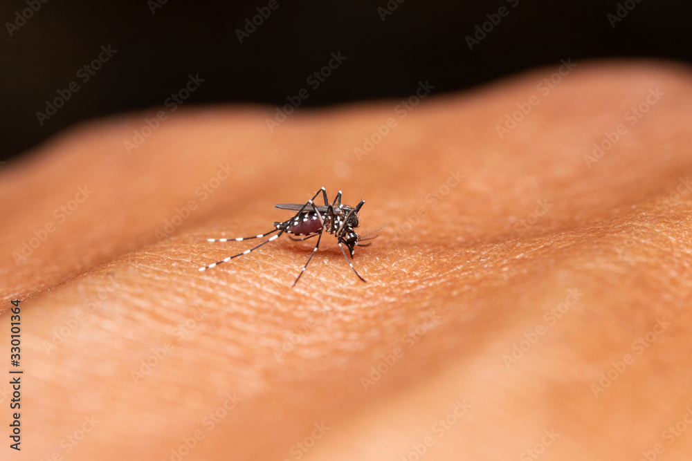 Malaria, Dengue Carrier, Female Anopheles mosquitoes, Biting Malaria, Dengue Carrier, Female Anopheles mosquitoes, Biting