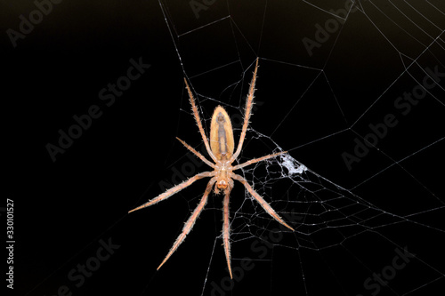 Spider Ventral View, Larinia directa is a species of orb weaver Spider, Araneidae, Pune, Maharashtra, India