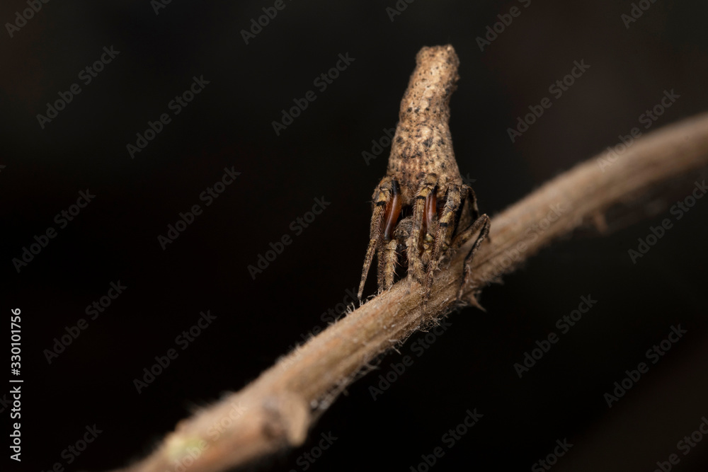 Twig Mimic spider, Poltys columnaris, Araneidae, Pune, Maharashtra, India Twig Mimic spider, Poltys columnaris, Araneidae, Pune, Maharashtra, India