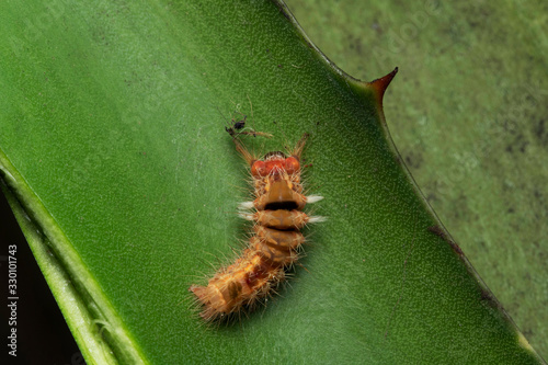 Tussock moth caterpillar, Orgyia leucostigma, Pune, Maharashtra, India photo