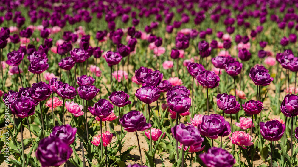 beautiful aroma and scent. concept of allergy. beauty. tulip flower field. many violet fresh tulips. flower farm and shop. happy mothers day. womens day concept. 8 of march. spring and summer season